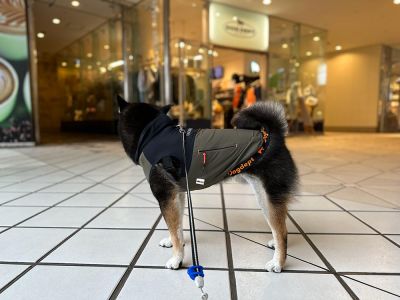 DOG DEPT 横浜ベイクォーター店